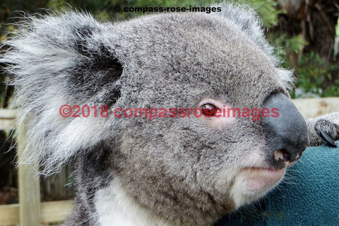 Koala 4 Greeting Card 8X10 Matted Print (5X7 Photo) 11X14 (8X10
