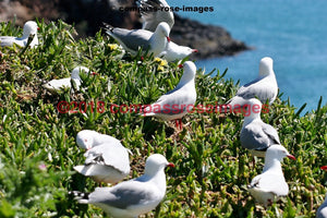 Seagull 1 Greeting Card 8X10 Matted Print (5X7 Photo) 11X14 (8X10