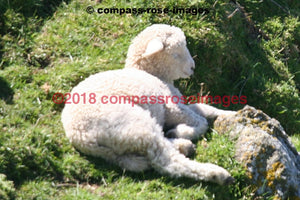 Sheep 3 Greeting Card 8X10 Matted Print (5X7 Photo) 11X14 (8X10