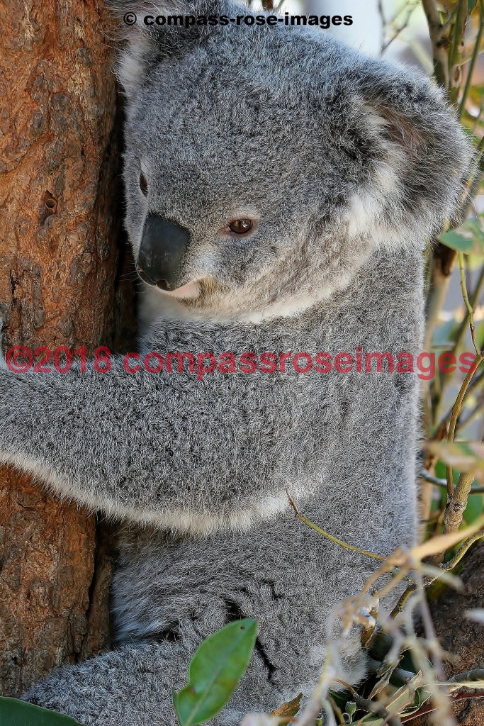 Koala 3 Greeting Card 8X10 Matted Print (5X7 Photo) 11X14 (8X10
