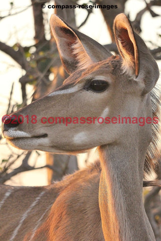 Kudu 2 Greeting Card 8X10 Matted Print (5X7 Photo) 11X14 (8X10