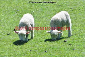 Sheep 1 Greeting Card 8X10 Matted Print (5X7 Photo) 11X14 (8X10