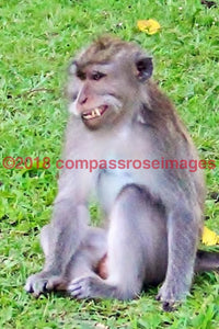 Monkey 7-Canvas Canvas-10 X 10 Canvas