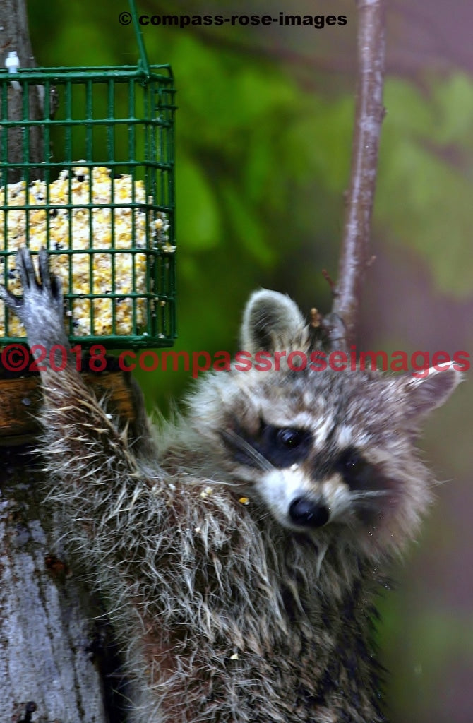 Raccoon 3 Greeting Card 8X10 Matted Print (5X7 Photo) 11X14 (8X10